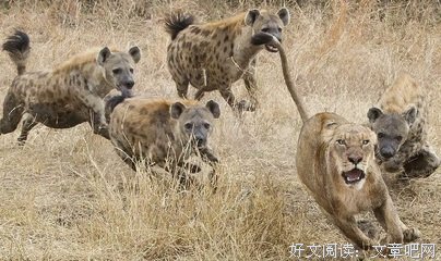 关于老大不小的座右铭