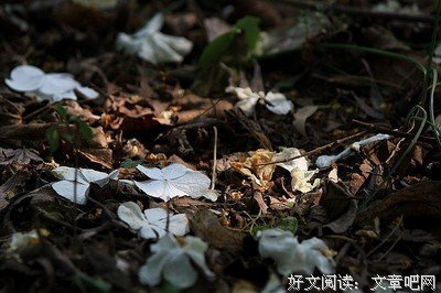 关于落花如梦逐水道流的句子