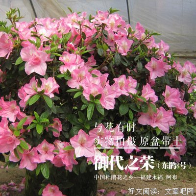 阿布的语句摘抄_关于阿布的语句