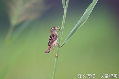 关于兰芷的唯美语录