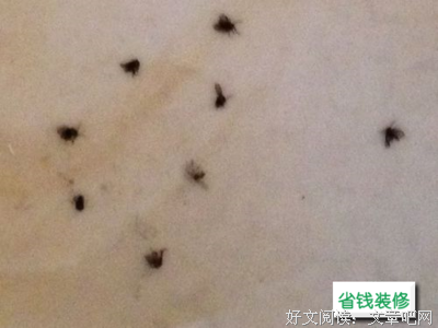 飞虫问答23丨从美梦中觉醒