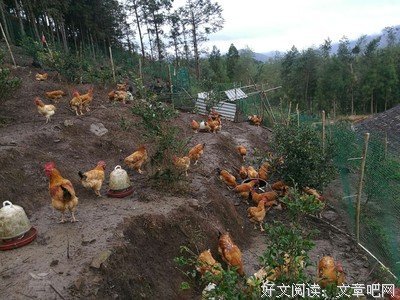 柴鸡蛋15句经典名言