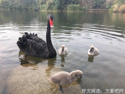 最经典的沈熊猫的名言名句