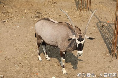 最新的《异乡人》经典语句