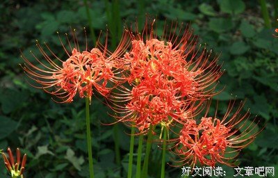 最全的《彼岸花》好段摘抄
