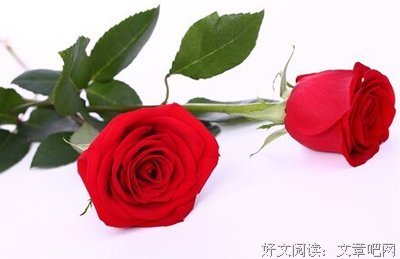 最全的《红玫瑰》好段摘抄大全