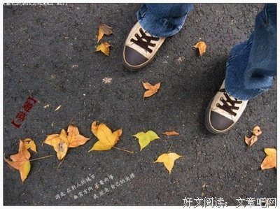 关于猫猫的语句