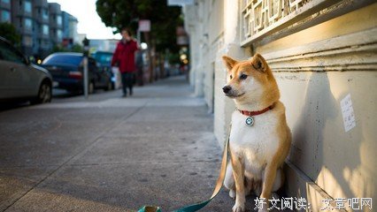 呆萌句子君