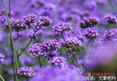 花落是风人惜优美的句子