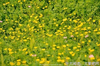 半亩花田的优美句子