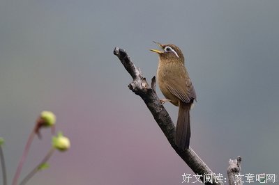 画眉郎名言