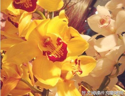 芝爱兰的名句