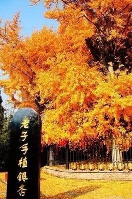 最全的谢楼南名言