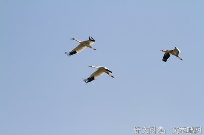 有关晨晓如罅的句子