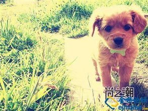 有关子苏的美句摘抄