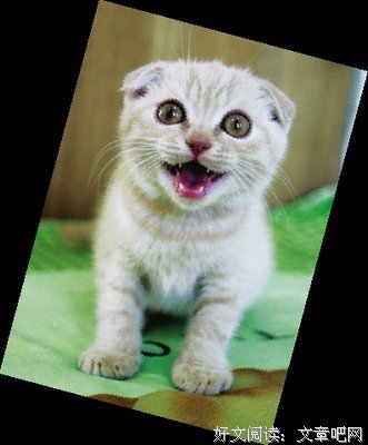 猫语猫寻座右铭
