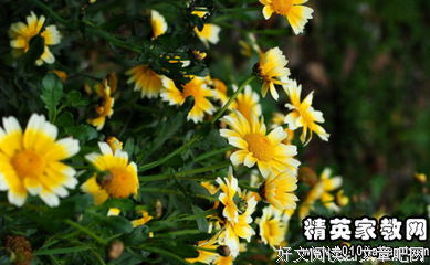 最经典的《粉红女郎》经典句子大全