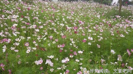 最全的《重庆森林》好段摘抄