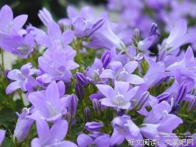最经典的《一朵桔梗花》小说句子大全