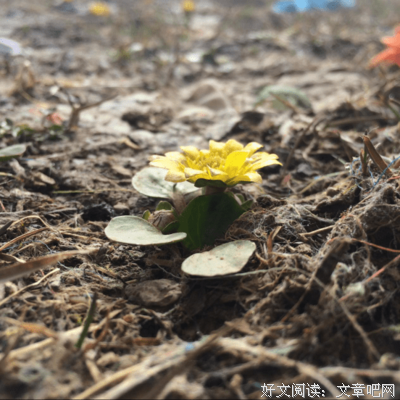 最全的《他们最幸福》语录摘抄