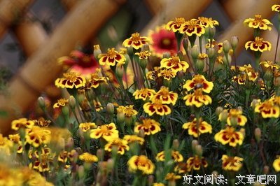 絮语.