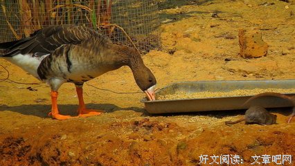 关于硕鼠的句子