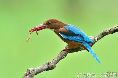 喵星虫子君名言