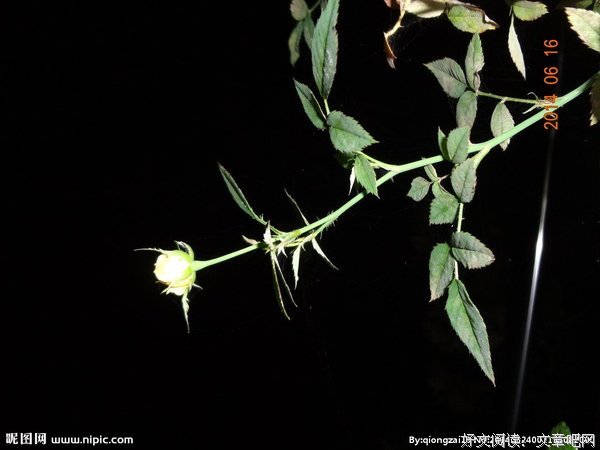 最经典的《暗夜蔷薇魅》经典语录