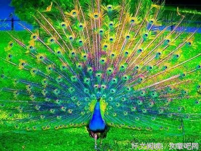 最经典的《仓央嘉措诗传》经典语句大全