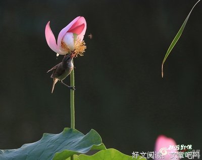 最全的《叶罗丽精灵梦》经典名句大全