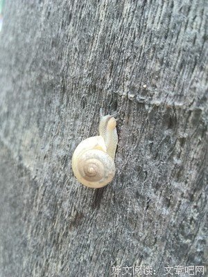 《老子是癞蛤蟆》小说句子
