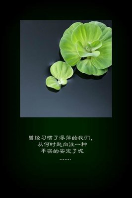 最新的《爱如禅 你如佛》经典语句