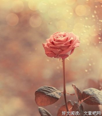 《悲观主义的花朵》经典语录