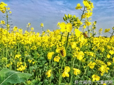 关于米迦勒的座右铭