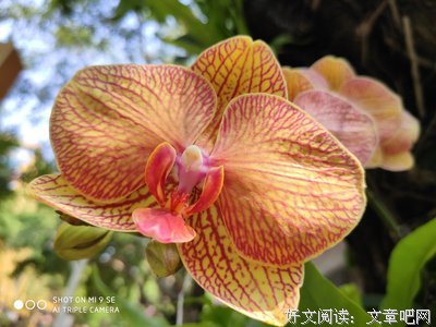 T&quot;浮夸优美的句子
