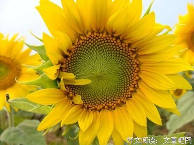 最新的了大就物小样于格小草的名言名句