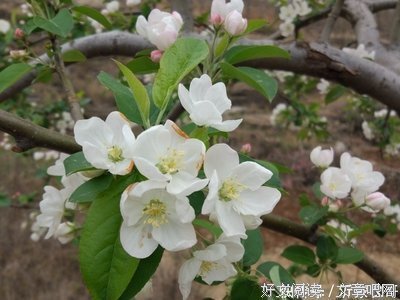 2019梨花，雨落名人名言