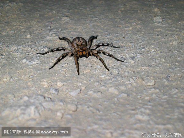 有关夜狼名句欣赏