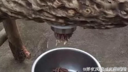 《乌木》的句子