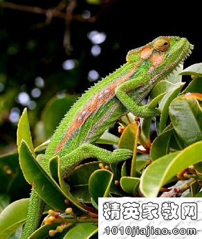 家庭教师不 安 分的双手（下）
