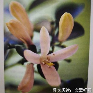 最经典的《相逢如初见 回首是一生》好段摘抄