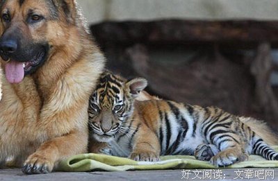 《梦见狮子》小说书摘