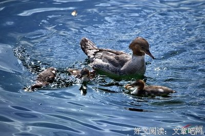 关于夏安的座右铭
