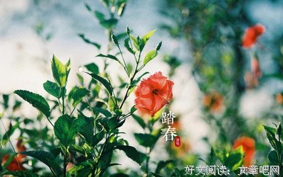 关于听风的句子