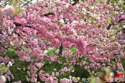 有关春风对却孩道要有花千树的句子