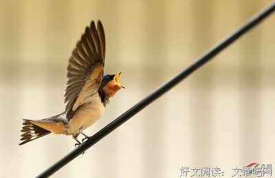 有关燕子精彩语录