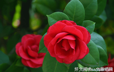 最经典的《遇见好实茶花》佳句摘抄