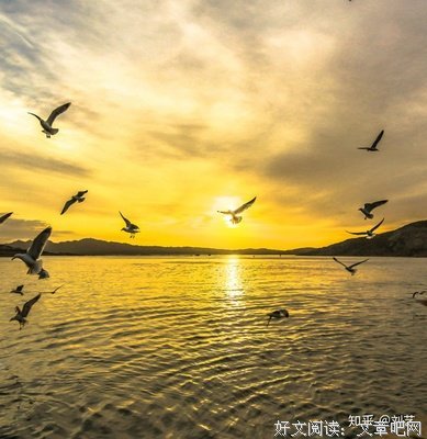 《命运的子上核》好段摘抄大全