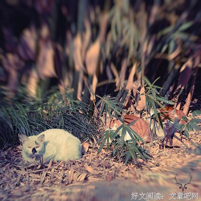 杂集的句子