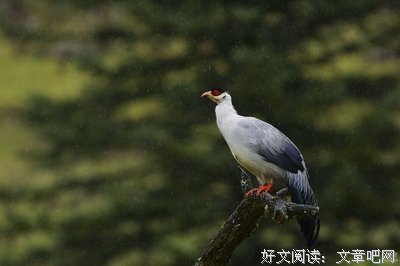 《等你，在雨中》的句子